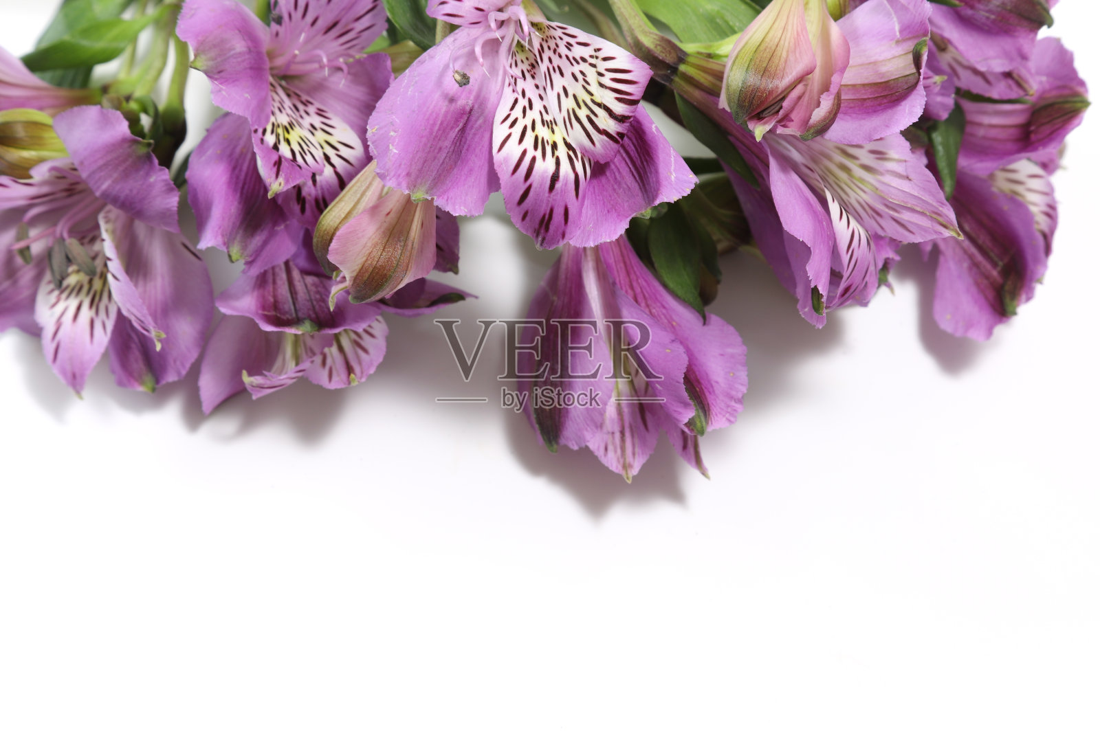 白色背景下的白花照片摄影图片