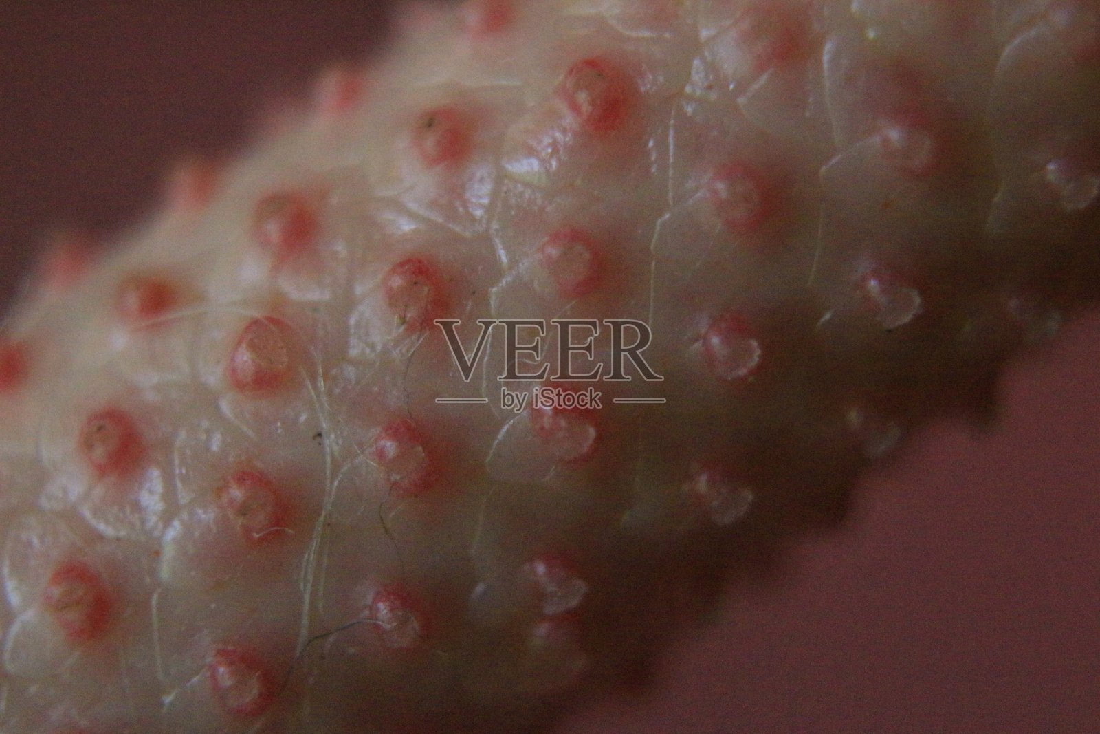 Anthutium花粉色照片摄影图片