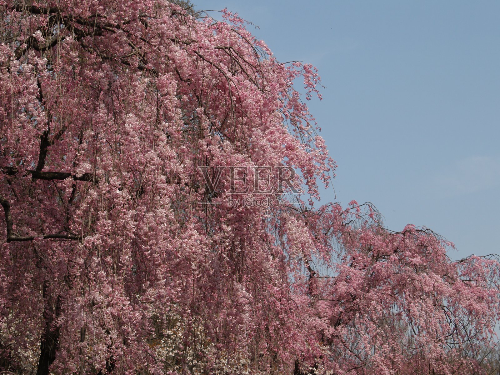 粉色哭泣的樱花(Sakura)，京都照片摄影图片