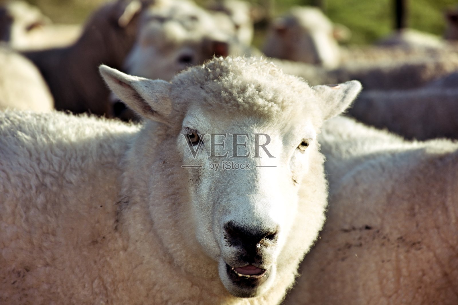 新西兰羊在田野里照片摄影图片