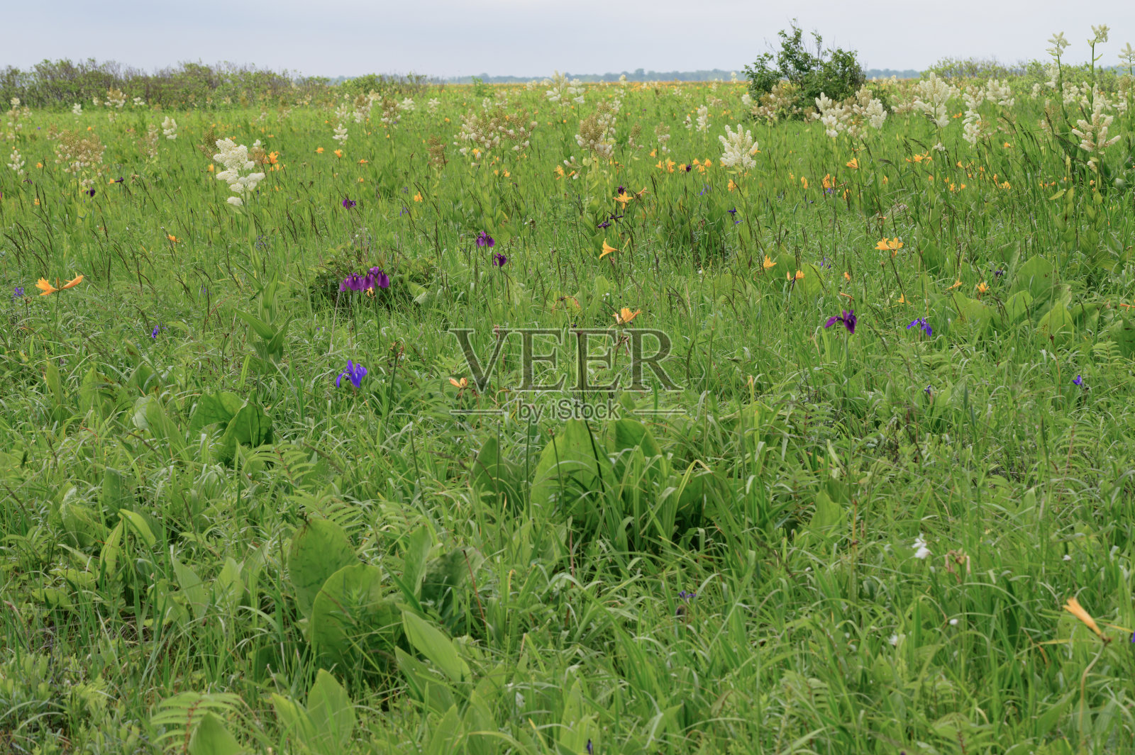 Sarobetsu荒野照片摄影图片