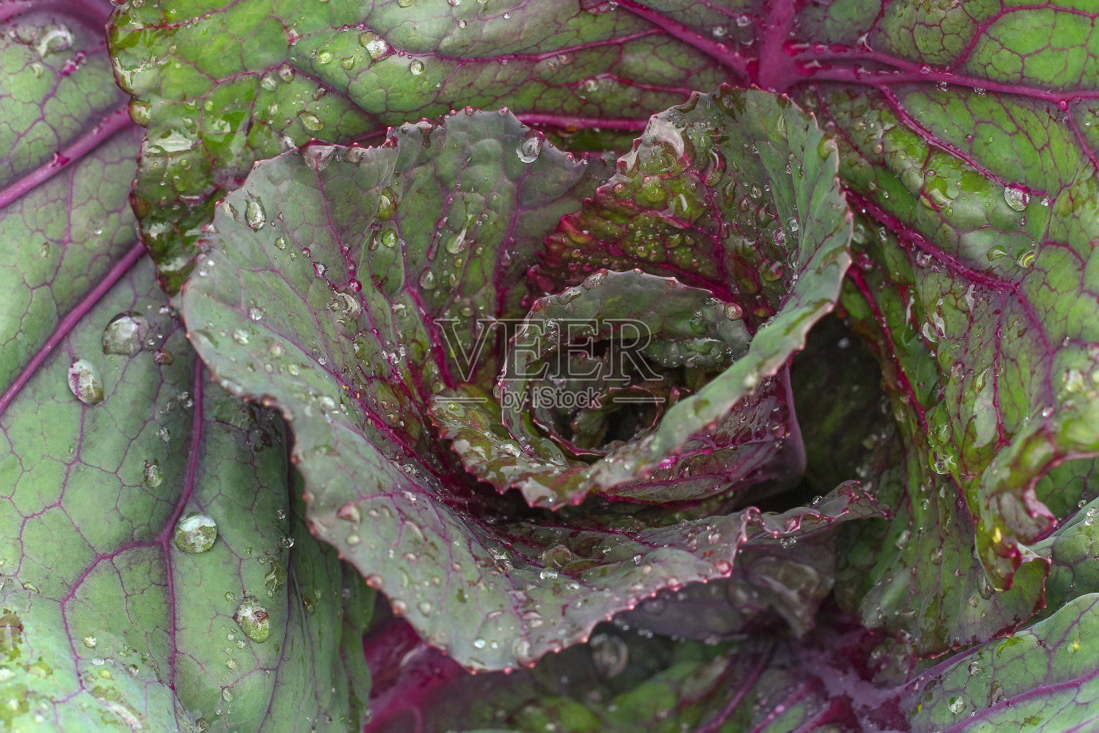 菜园子里白菜上的露珠，有机绿色的水滴，绿色的庄稼嫩叶照片摄影图片