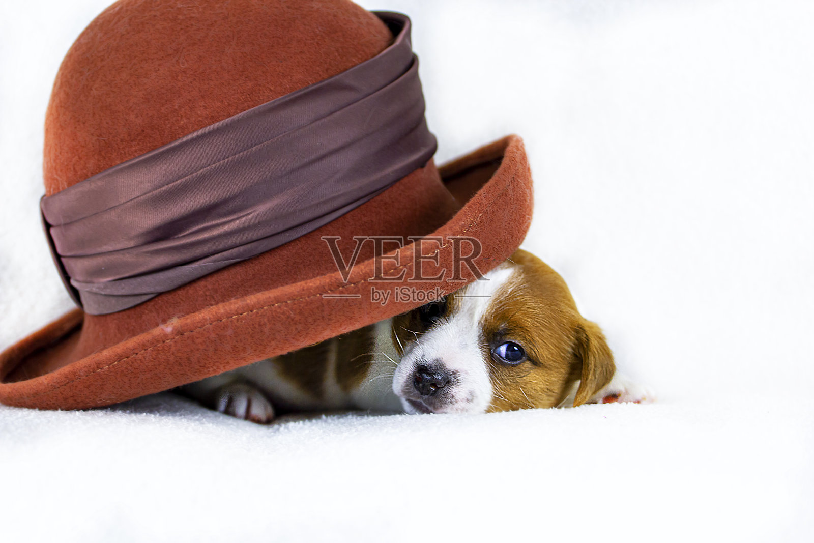 可爱的小狗杰克拉塞尔公躲在一顶毛毡橙色的帽子后面，一个调皮的小男孩在玩耍。白色背景照片摄影图片
