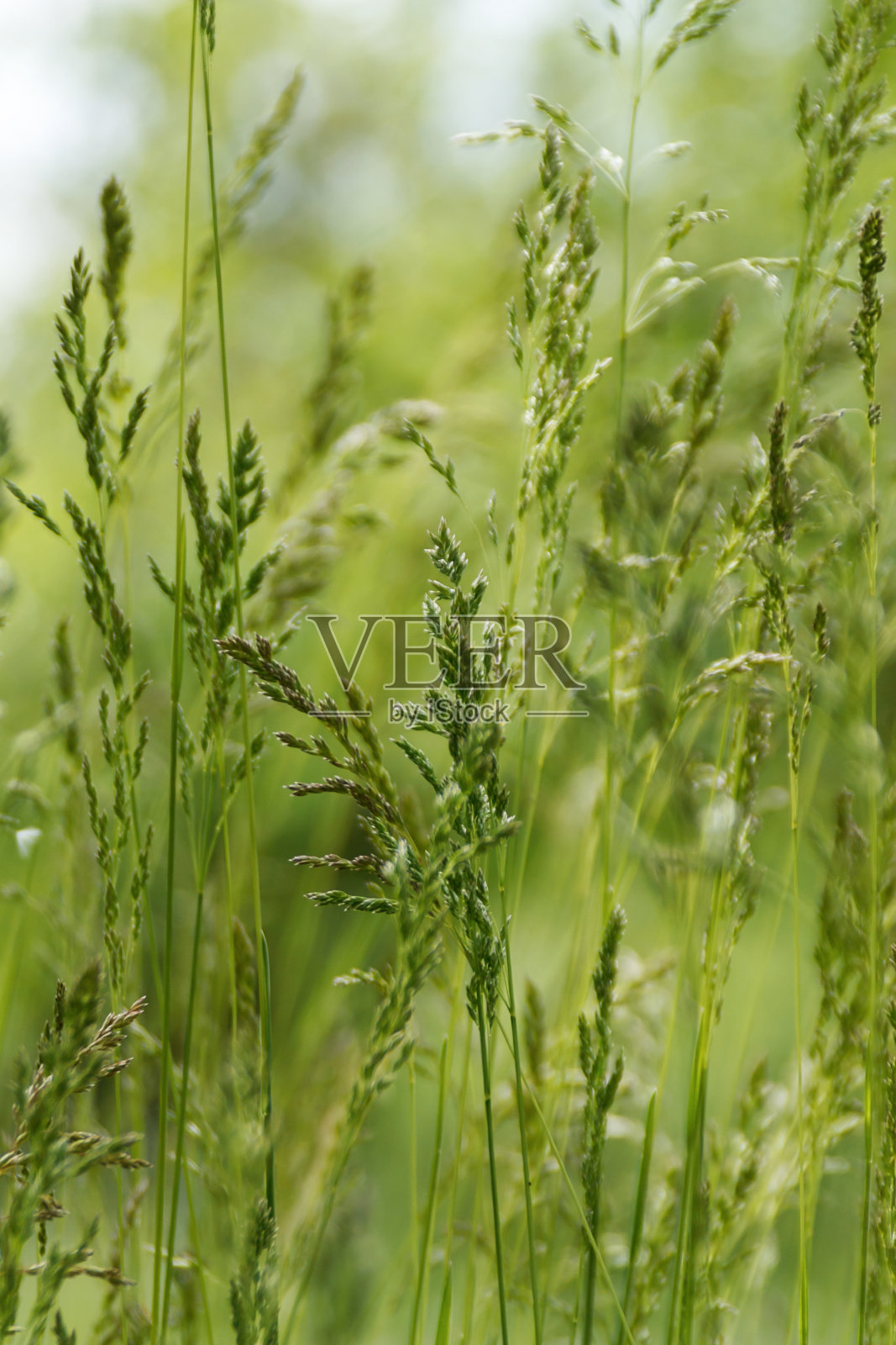 高草草原照片摄影图片