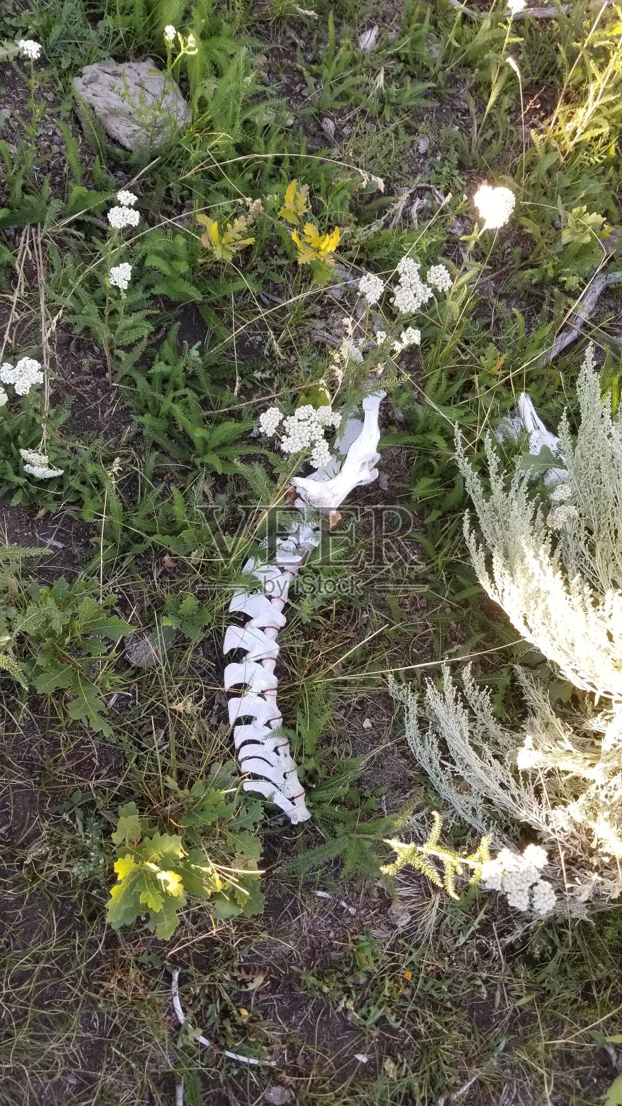 脊椎动物照片摄影图片