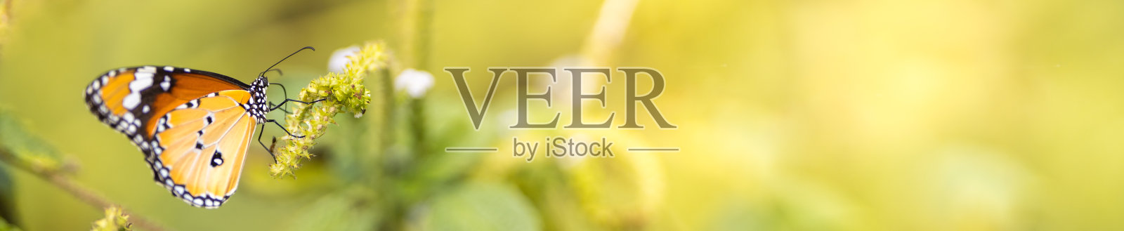 自然景观中美丽的橙色蝴蝶在绿色自然模糊的背景下在园林中以仿品空间作为背景昆虫、自然景观、生态、清新的封面页概念。照片摄影图片