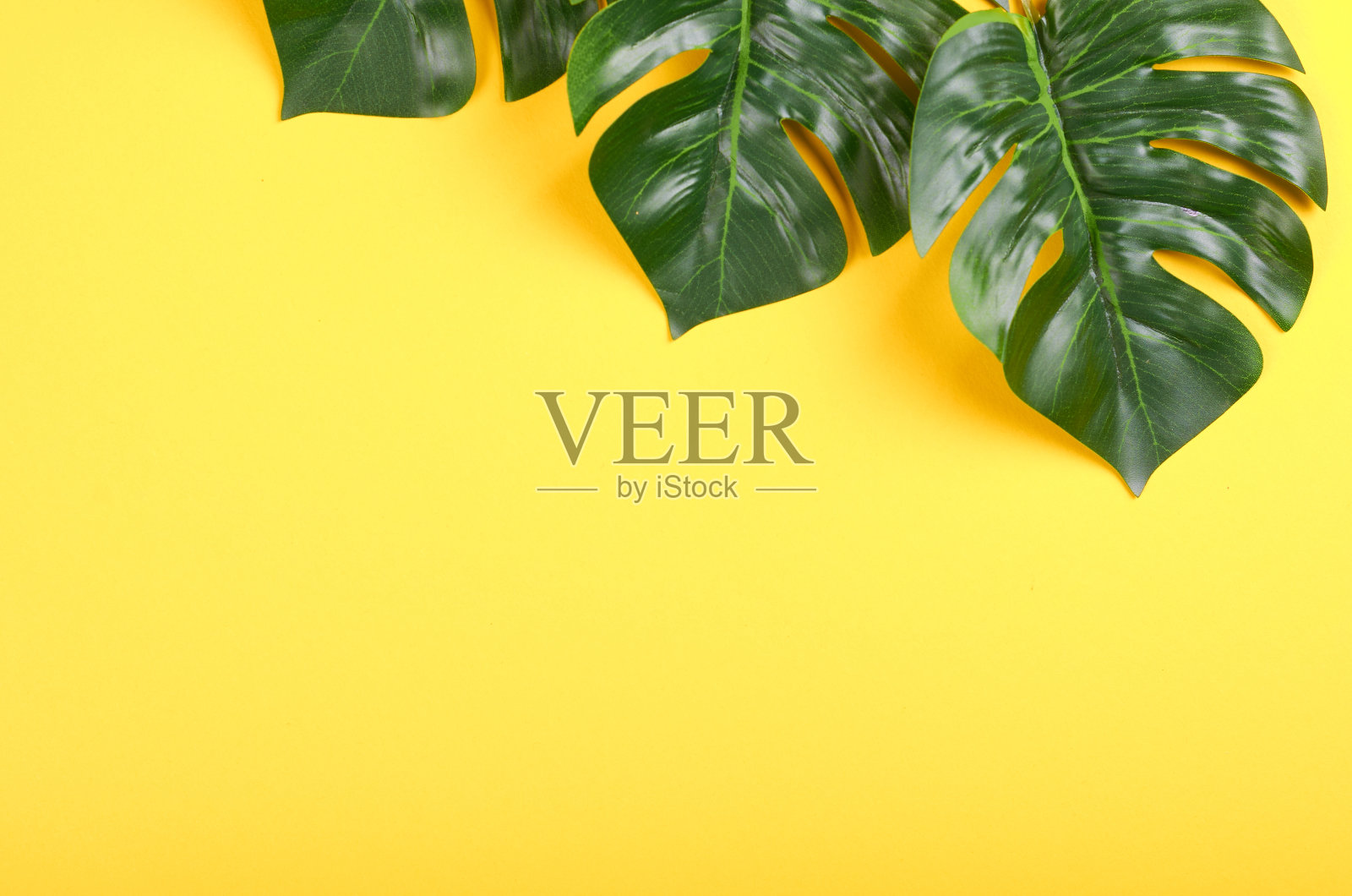 绿色的怪物的叶子组成的颜色背景。照片摄影图片