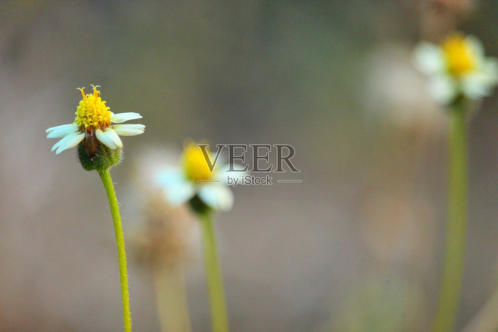 花朵特写照片摄影图片