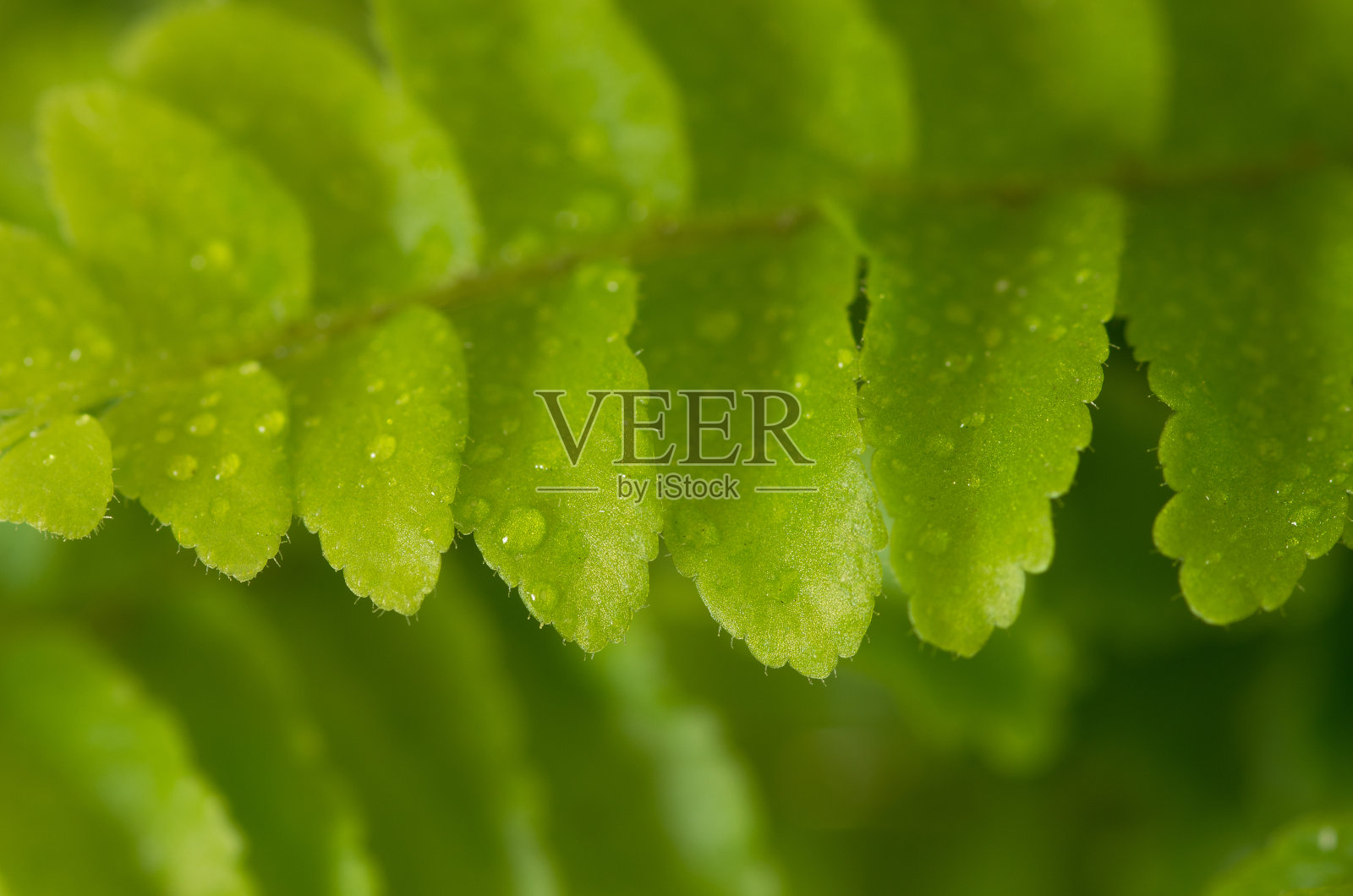 Nephrolepis蕨类植物照片摄影图片