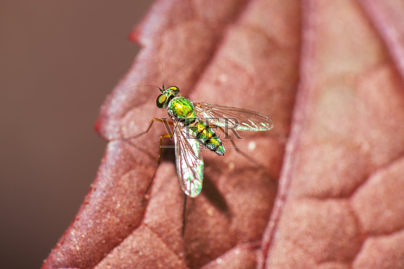 绿色的长腿飞照片摄影图片