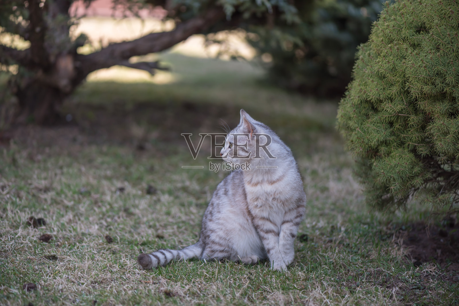 与可爱的自然动物联系的概念照片摄影图片