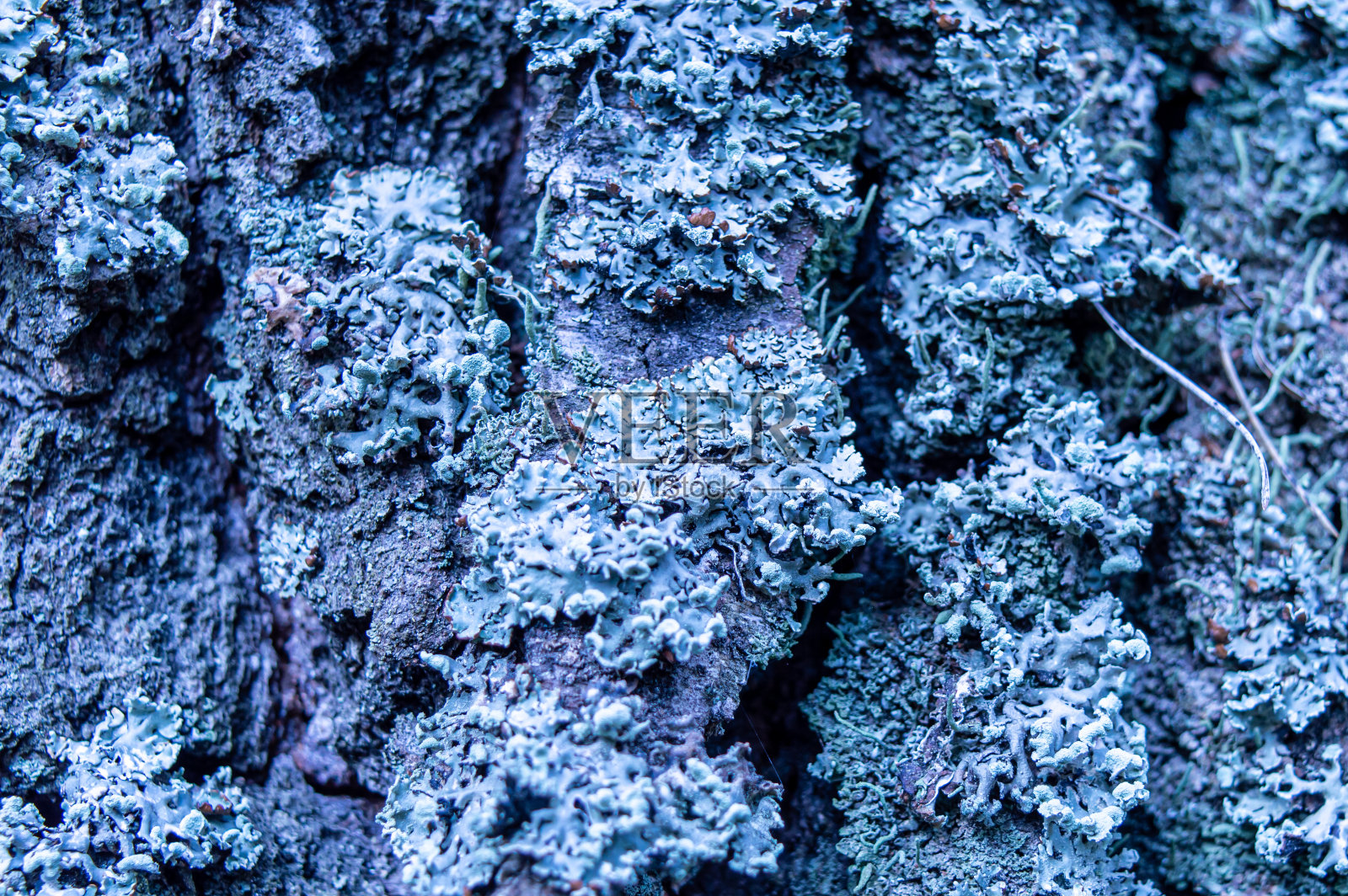 蓝色树皮背景照片摄影图片