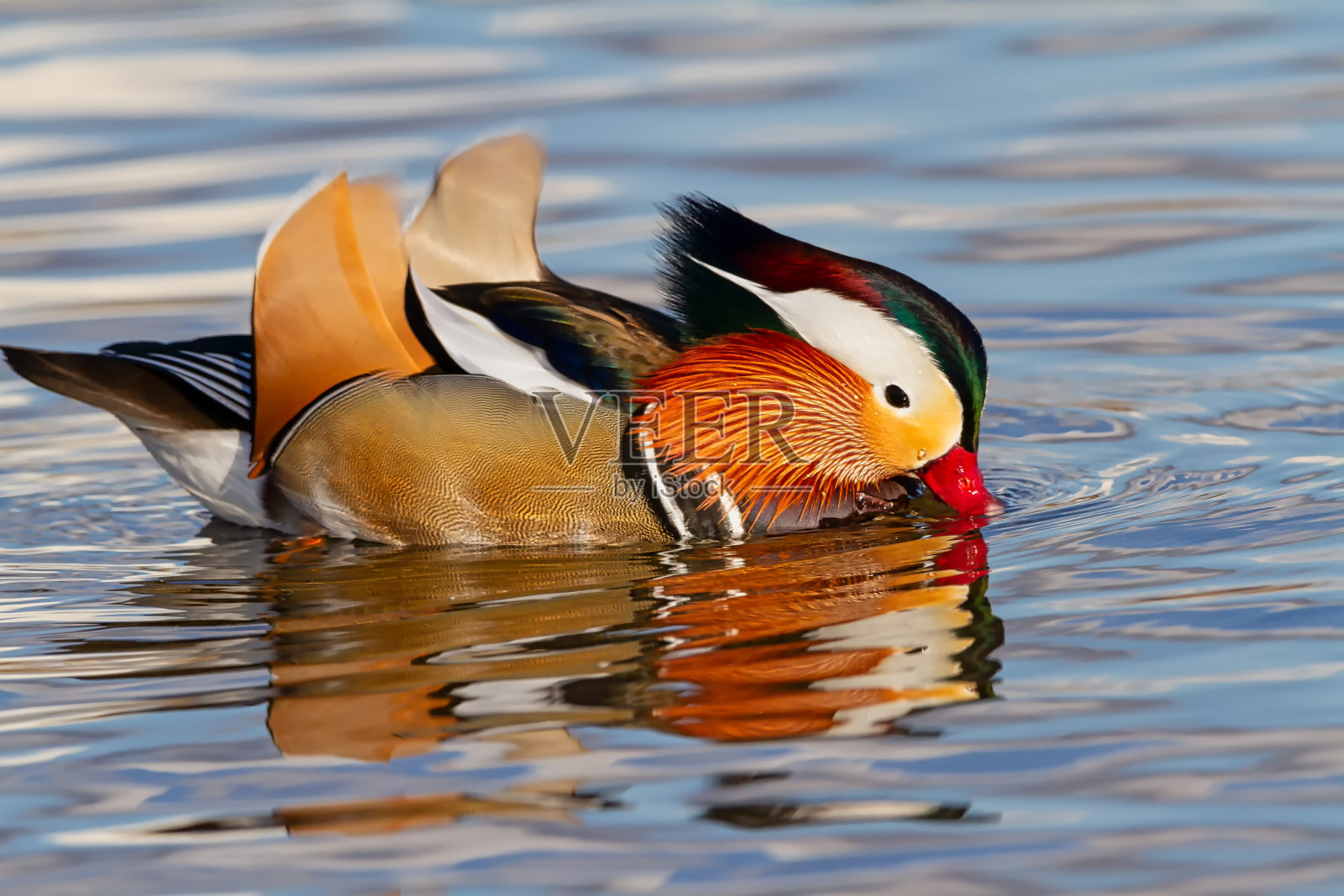 近景公鸳鸯(艾克斯)的侧面观察，与日落的光照片摄影图片