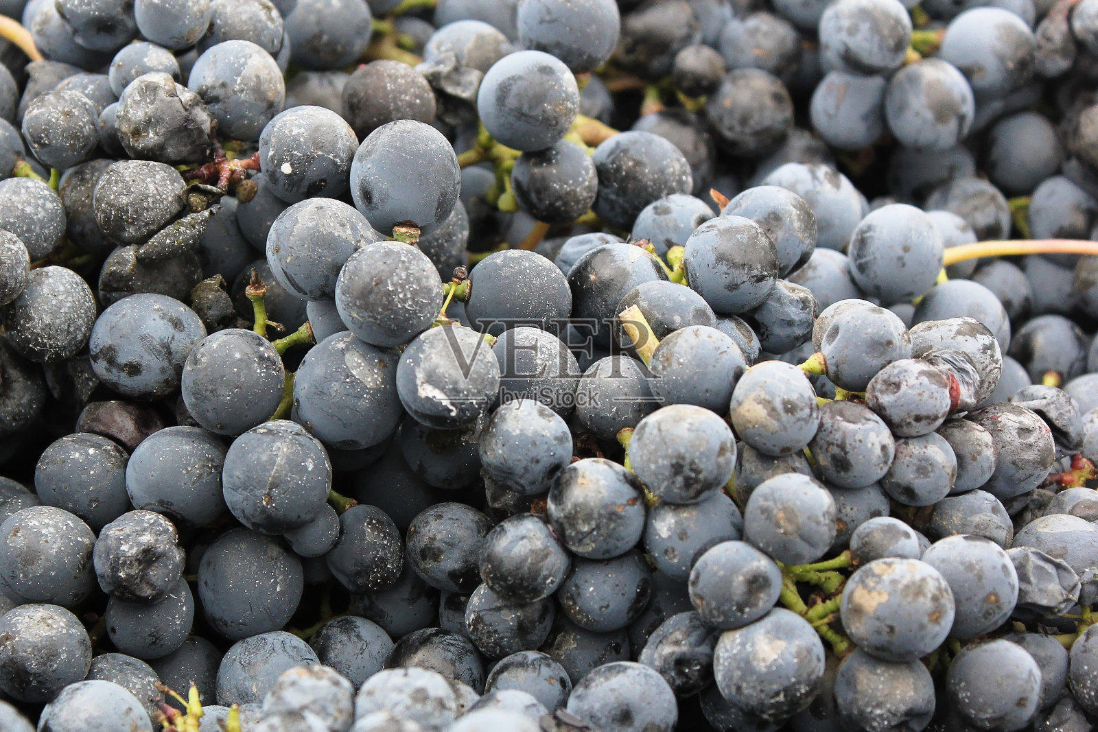 阿根廷门多萨省的马尔贝克葡萄园照片摄影图片