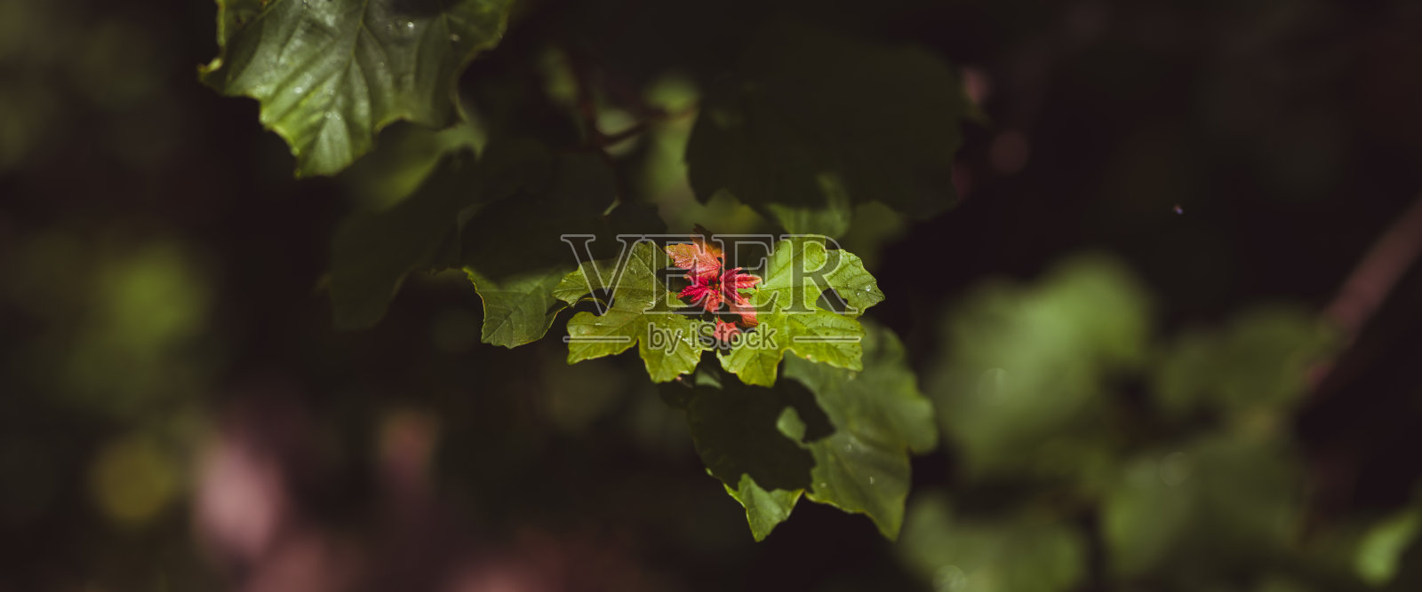 玫瑰自然照片摄影图片