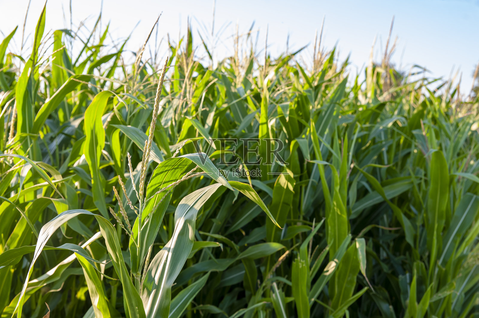 在一个阳光明媚的夏夜，有机玉米田照片摄影图片