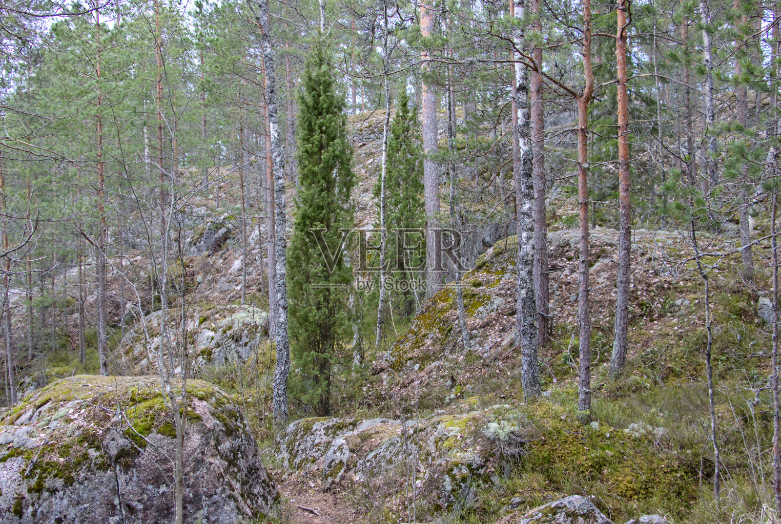 树长在岩石上照片摄影图片