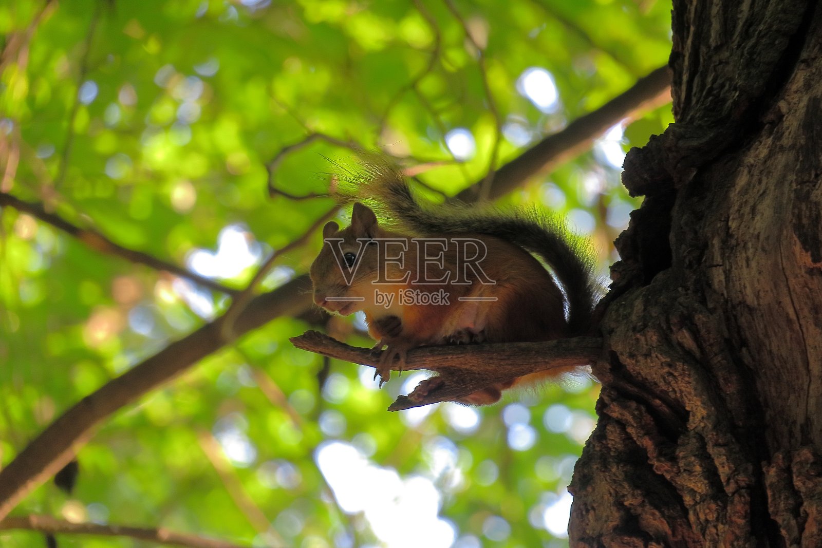 松鼠在树上爬照片摄影图片