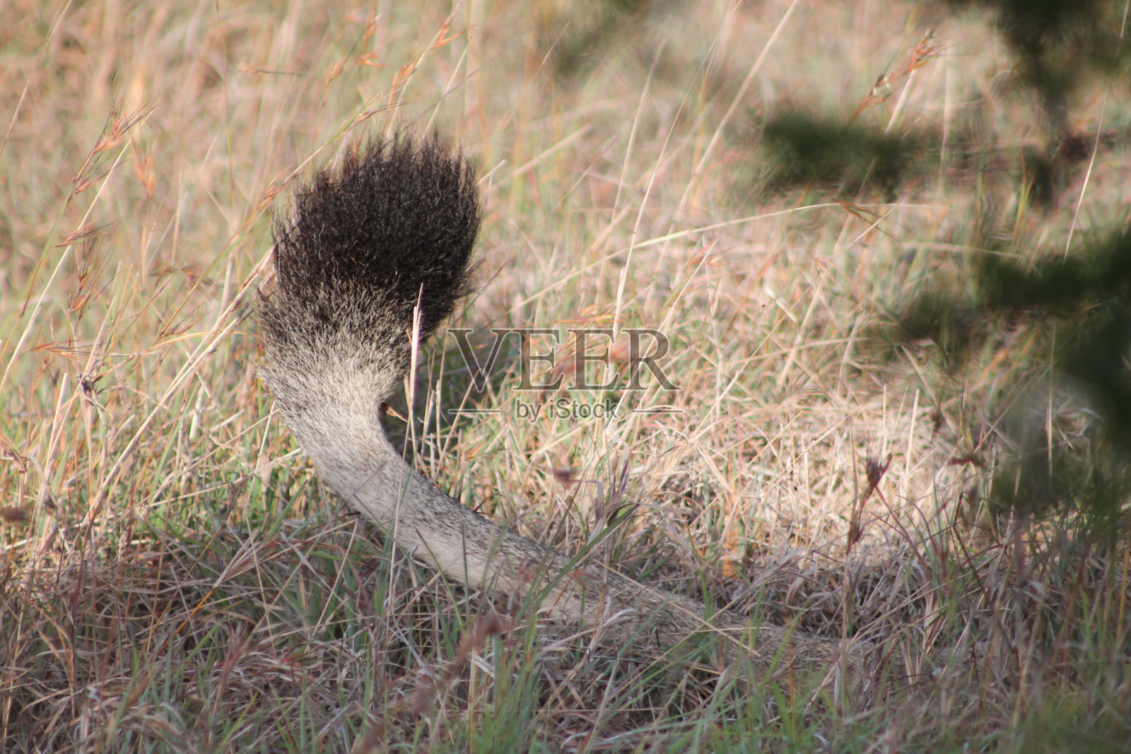 狮子的尾巴照片摄影图片