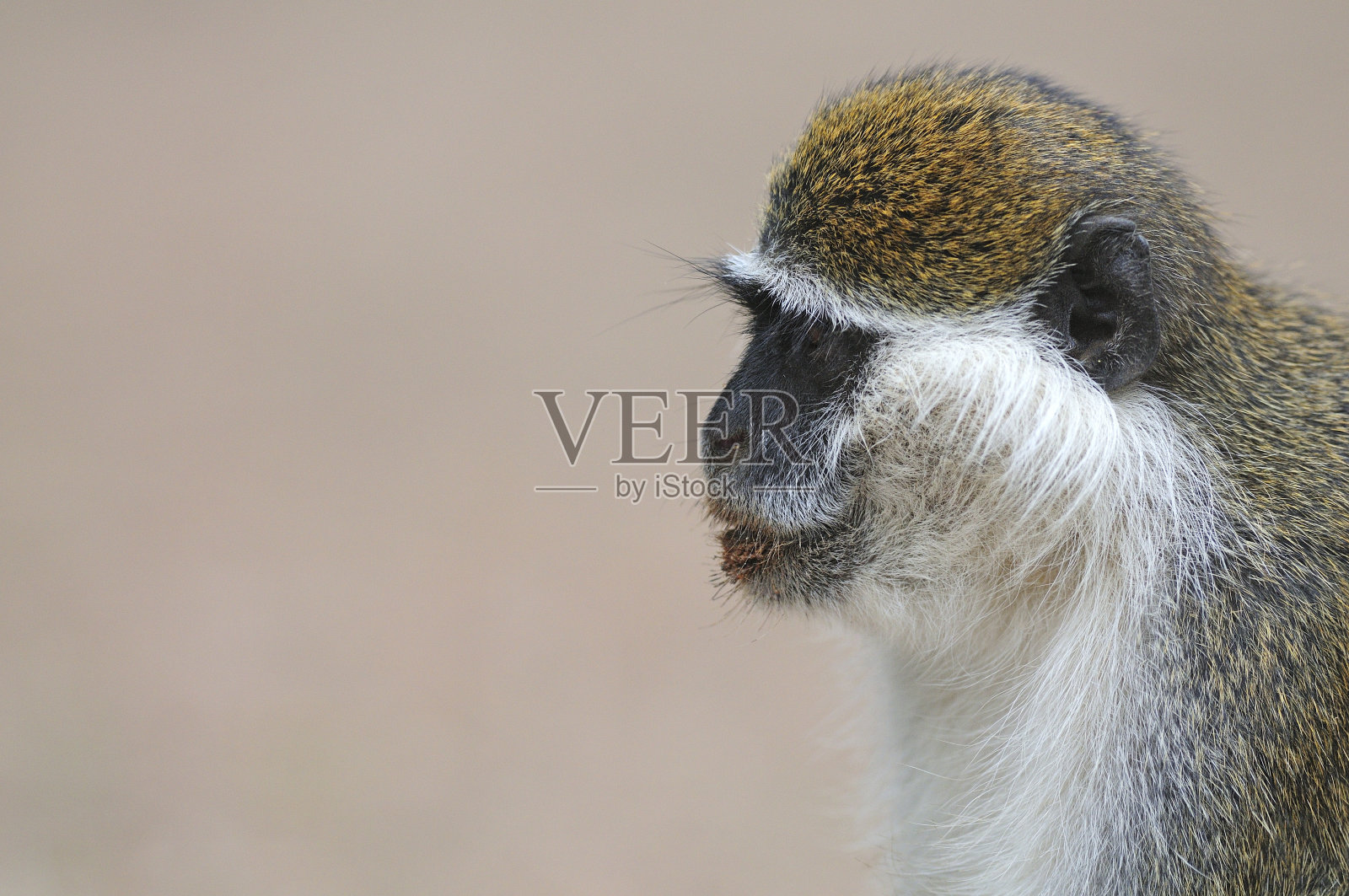 格里维特猴子照片摄影图片