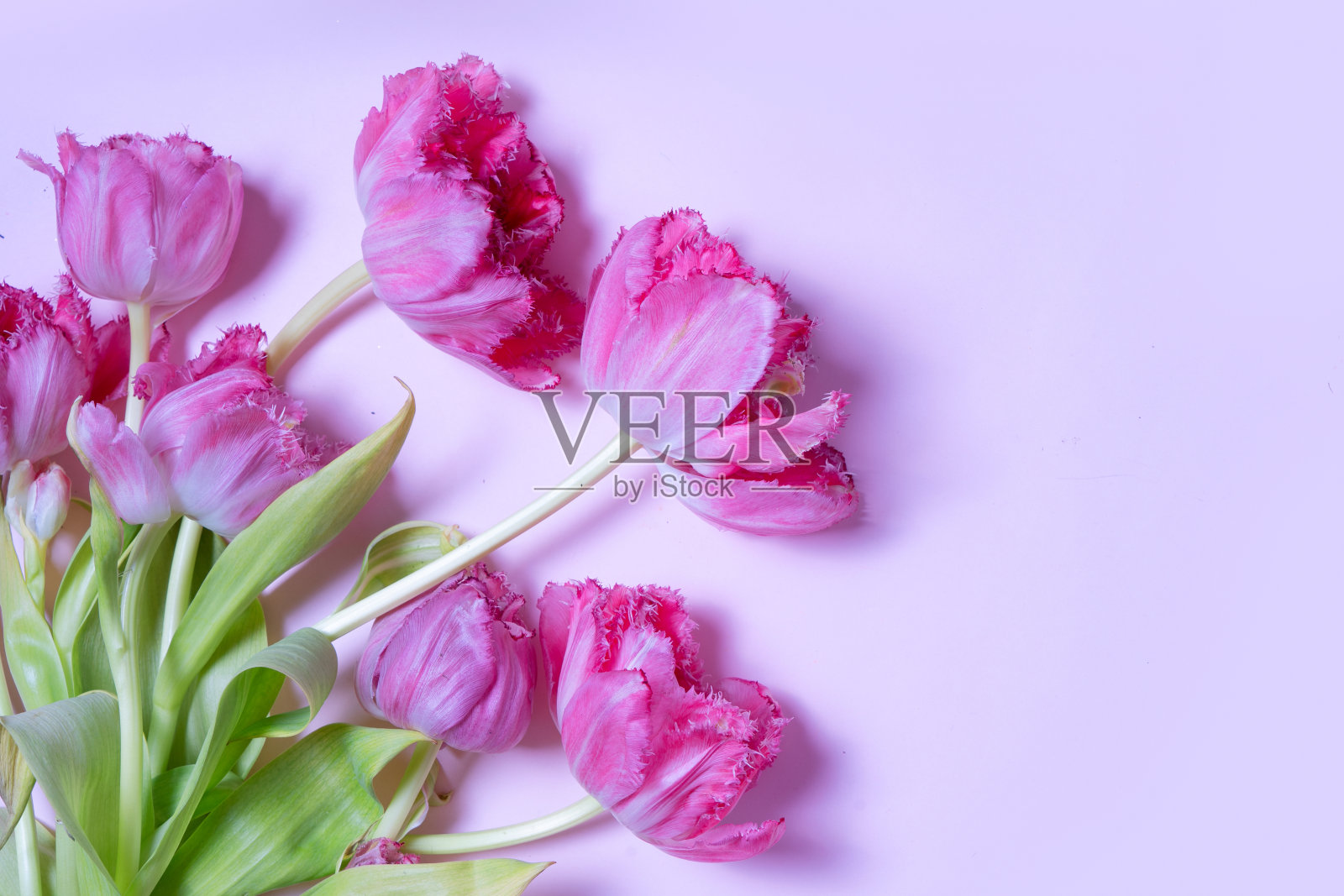 粉色盛开的郁金香照片摄影图片