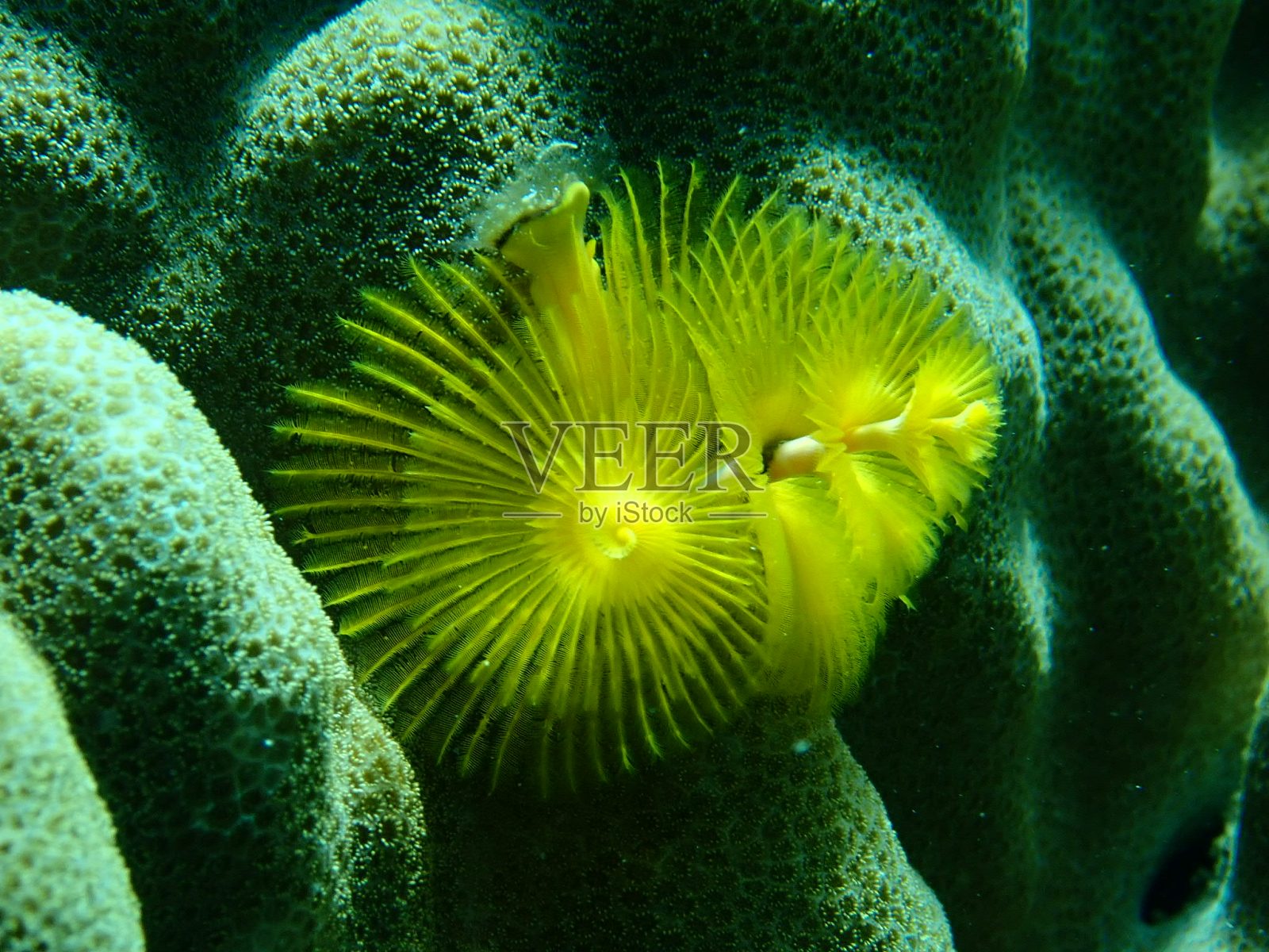 珊瑚圣诞树照片摄影图片