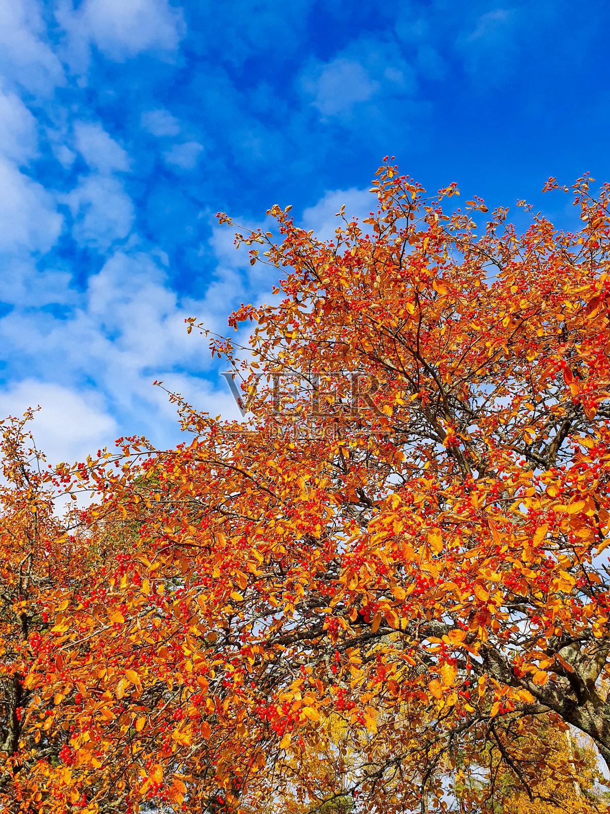 有黄色叶子和红色浆果的树照片摄影图片