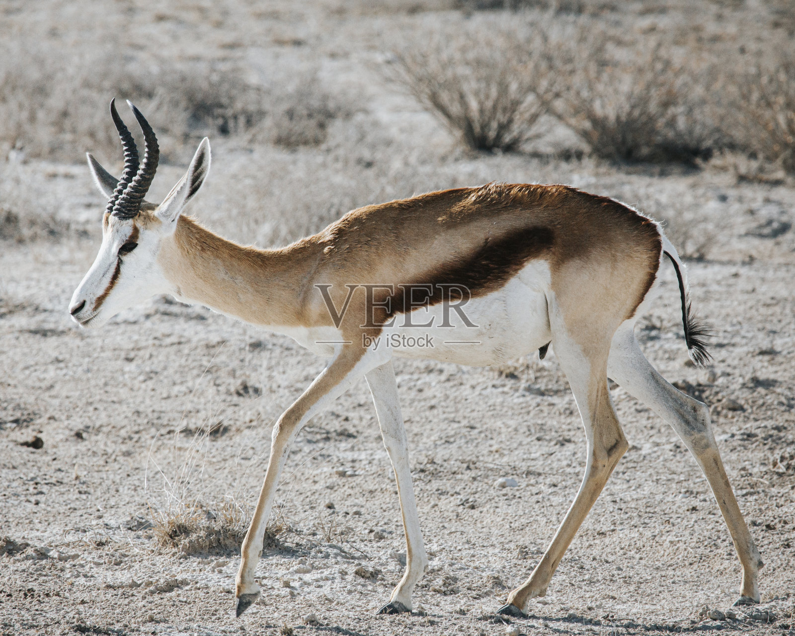 有袋跳羚在干燥的石头地上行走。摄于纳米比亚的埃托沙国家公园照片摄影图片