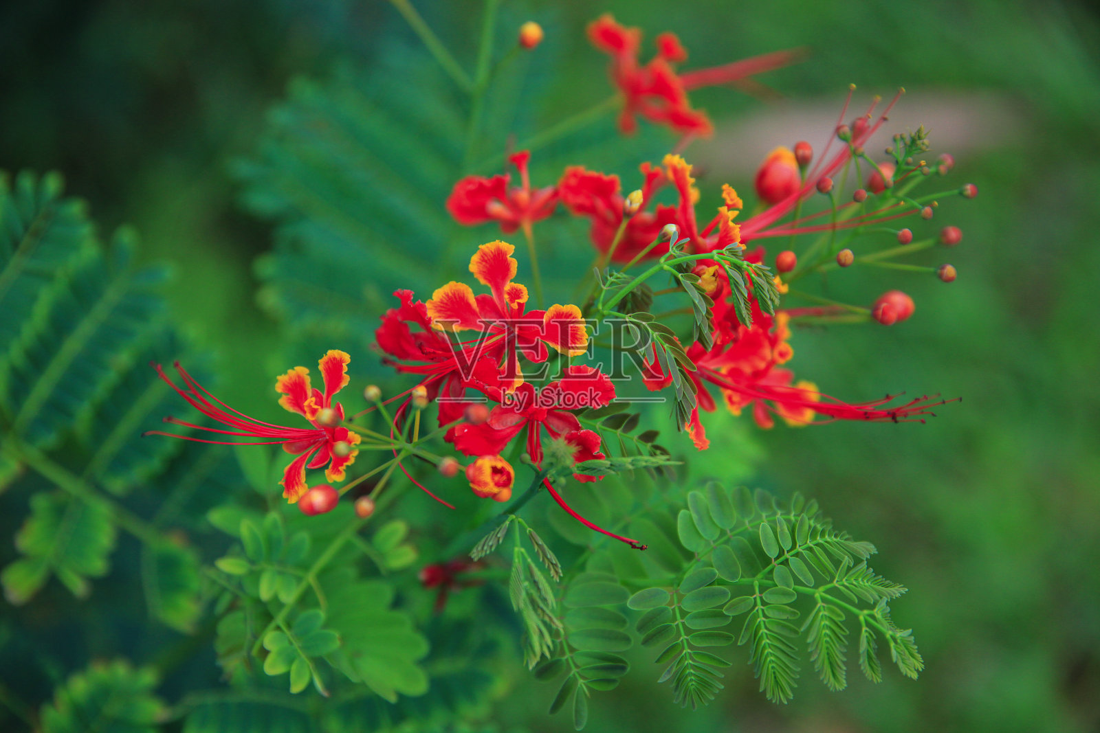 夏威夷的花照片摄影图片