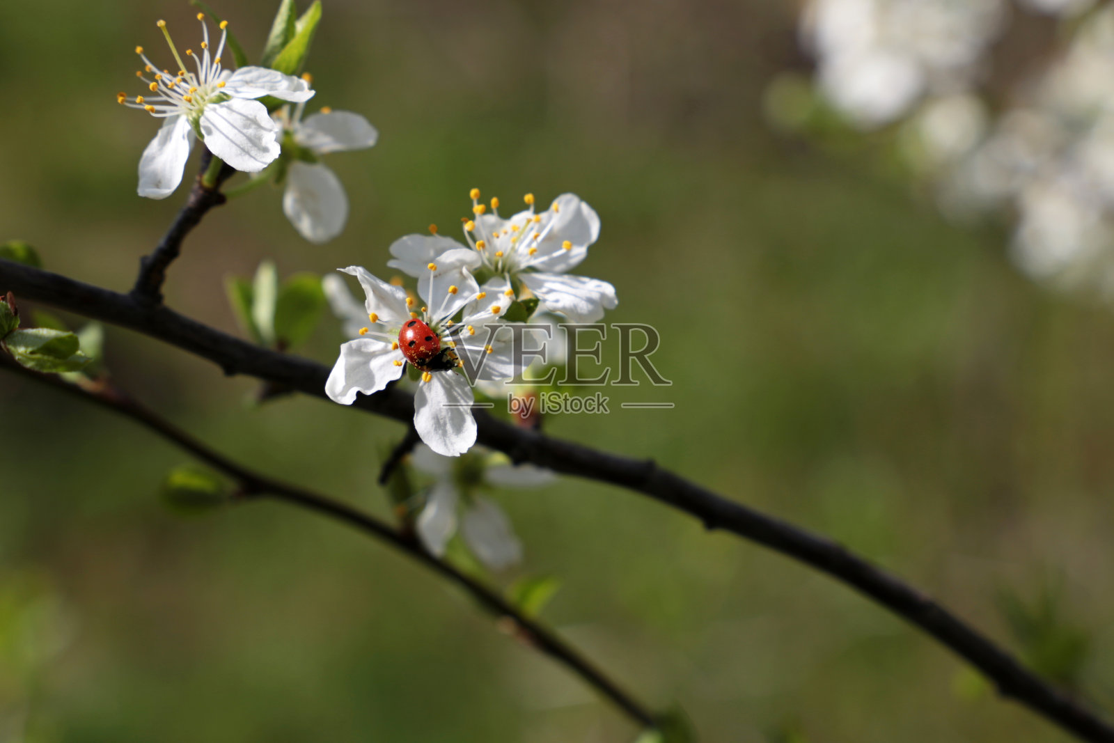 瓢虫在春天吃樱花上的花粉照片摄影图片