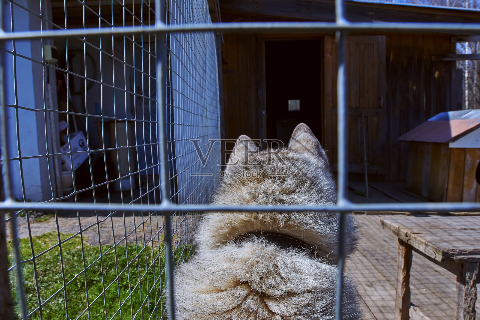 哈士奇坐在草地上。照片摄影图片