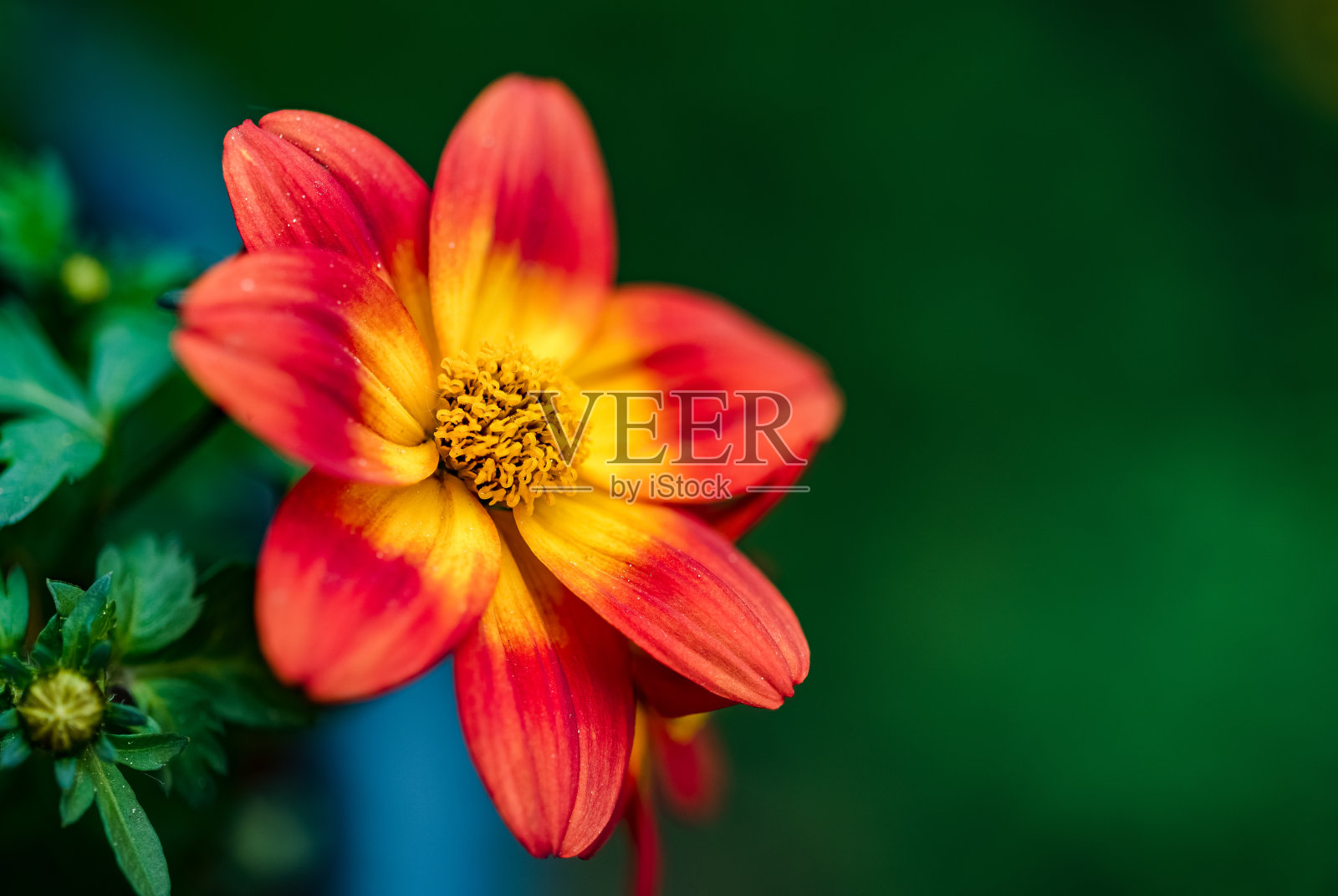 美丽的橙色花在春天与绿色的自然背景。照片摄影图片