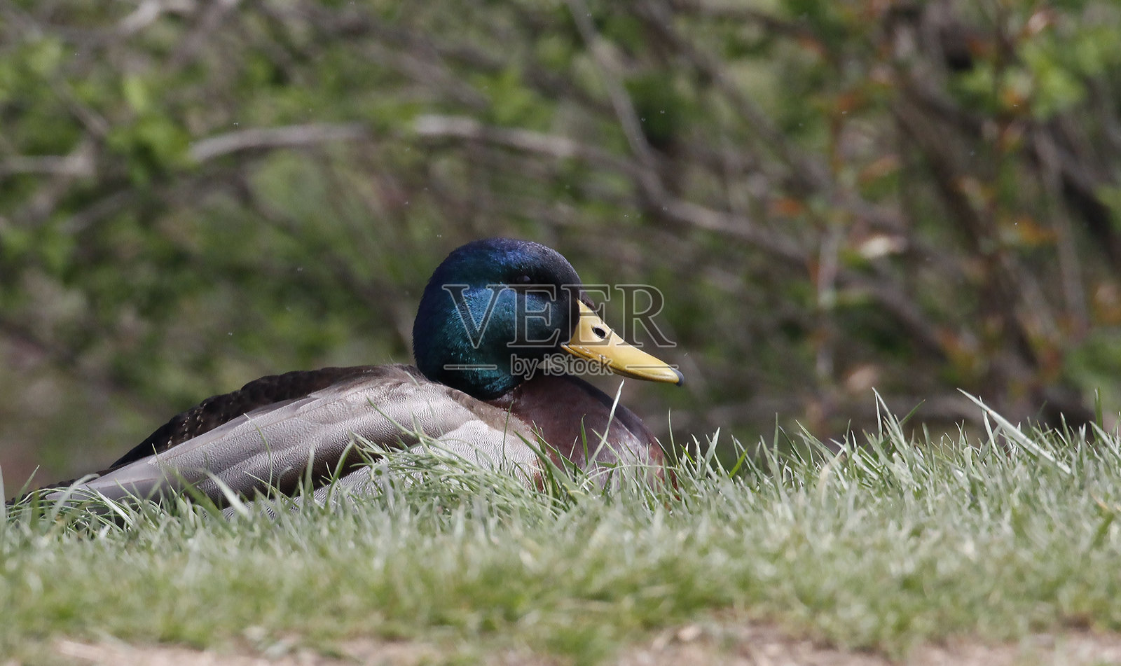 鸭照片摄影图片