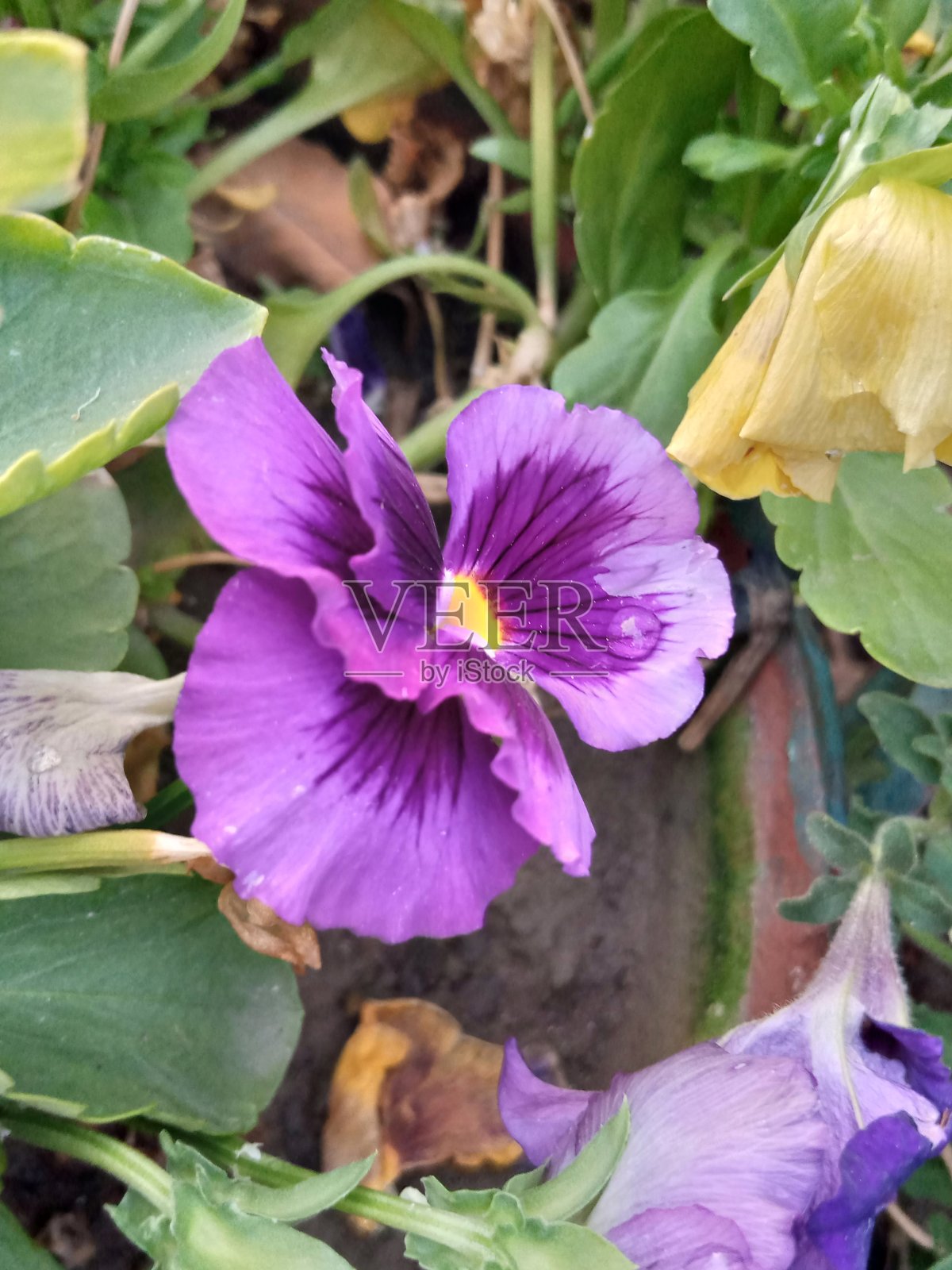 家里的紫色花照片摄影图片