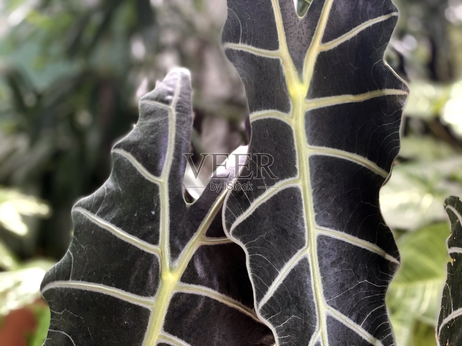 植物克丽丝:山葵照片摄影图片