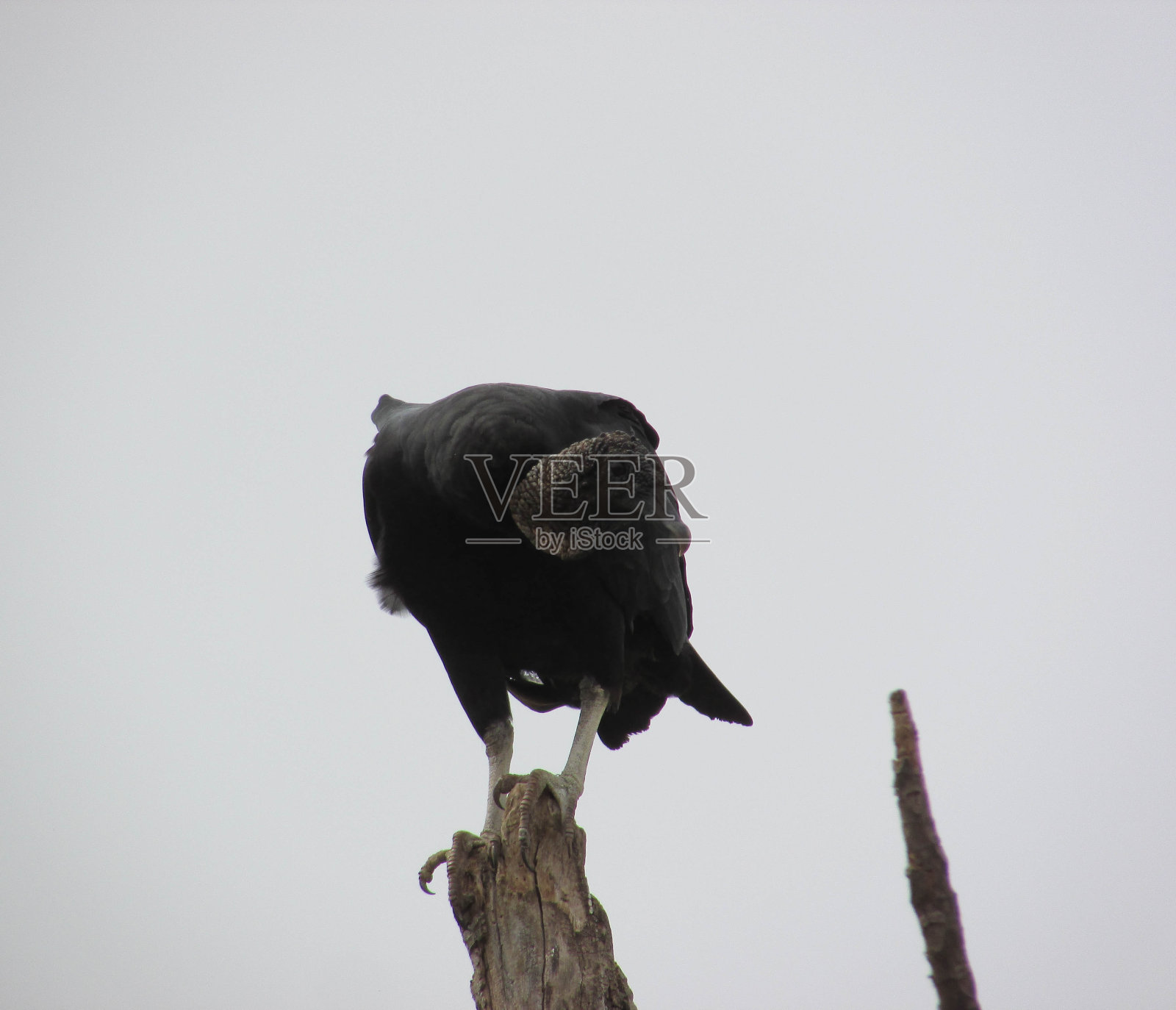 黑头秃鹰黑头秃鹰照片摄影图片