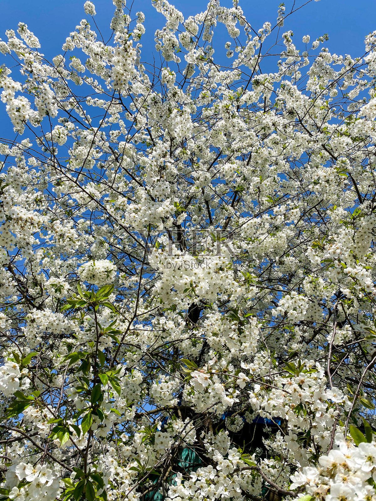 春天花园里开花的树。照片摄影图片