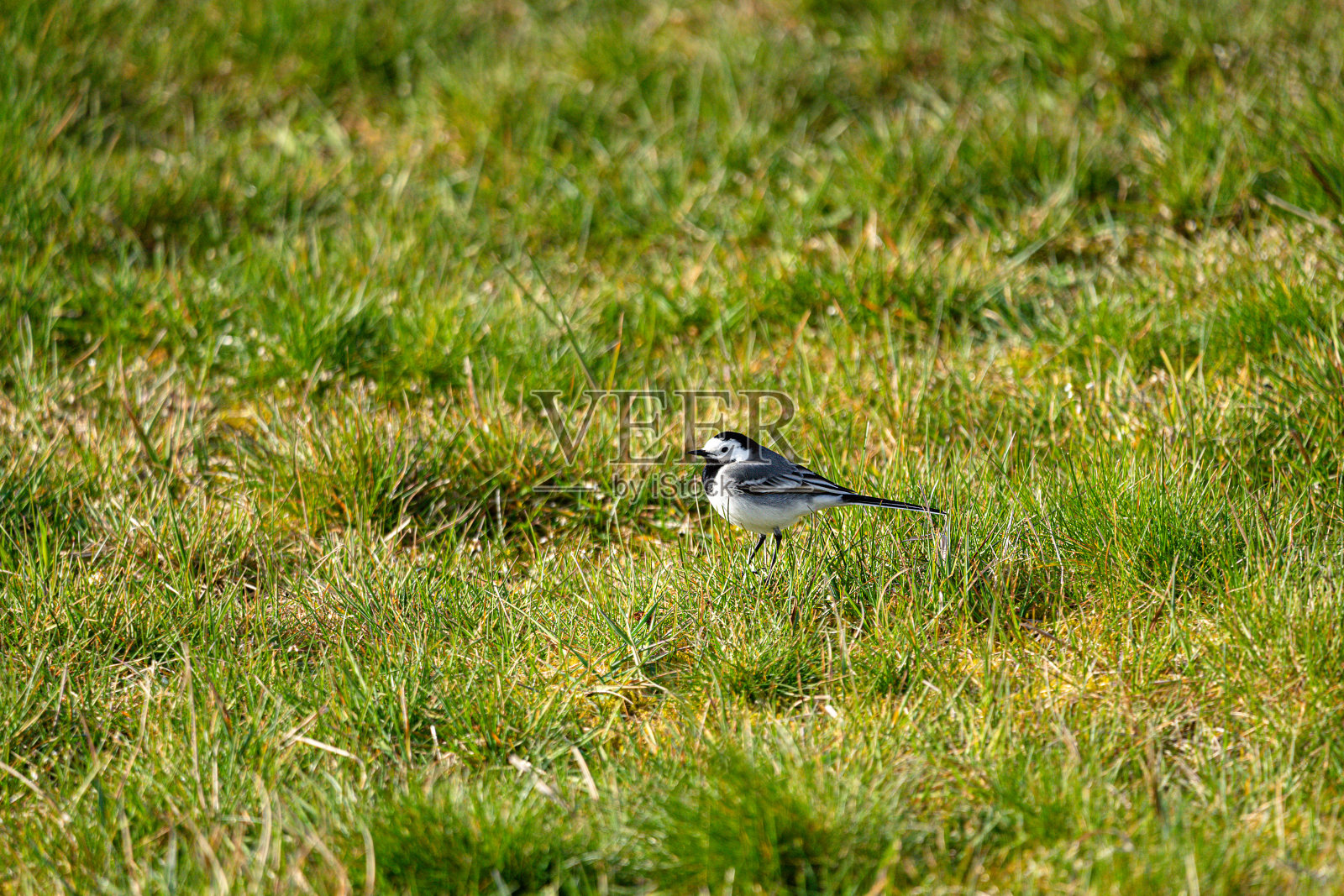 Bachstelze梅朵照片摄影图片