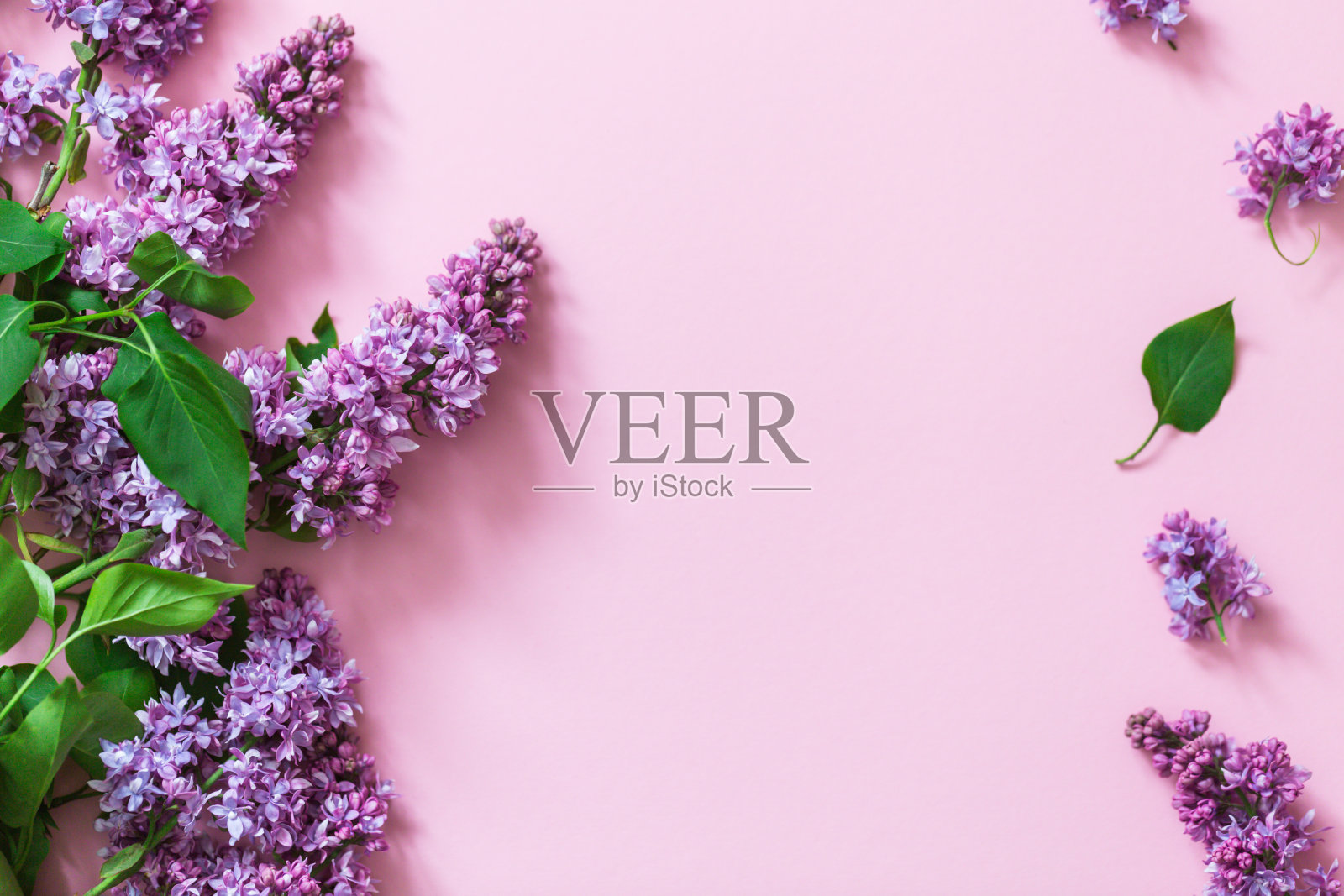 春天的花。粉红色背景上盛开的丁香枝桠。前视图。文本的地方照片摄影图片