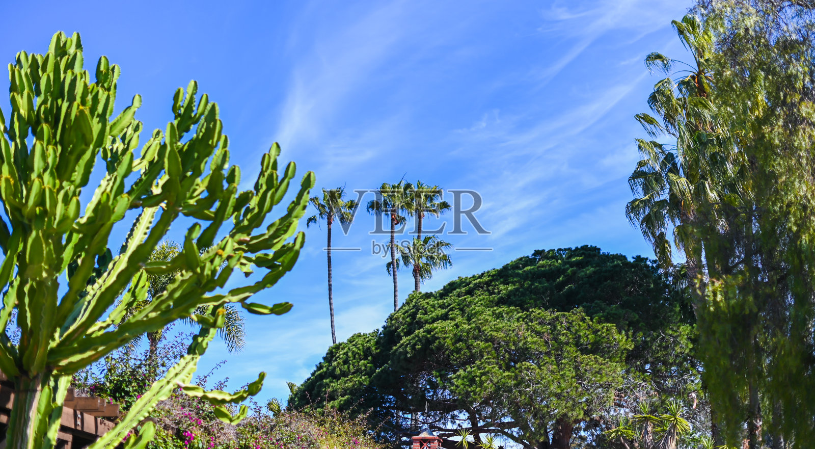 晴朗的天空和繁茂的树叶在南加州照片摄影图片