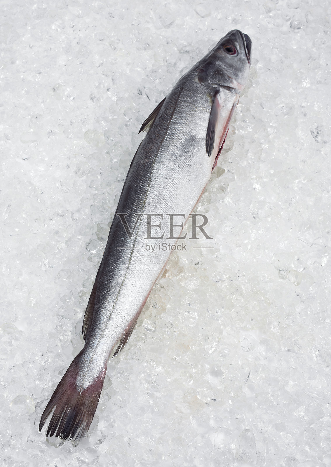 新鲜的冰鳕鱼照片摄影图片