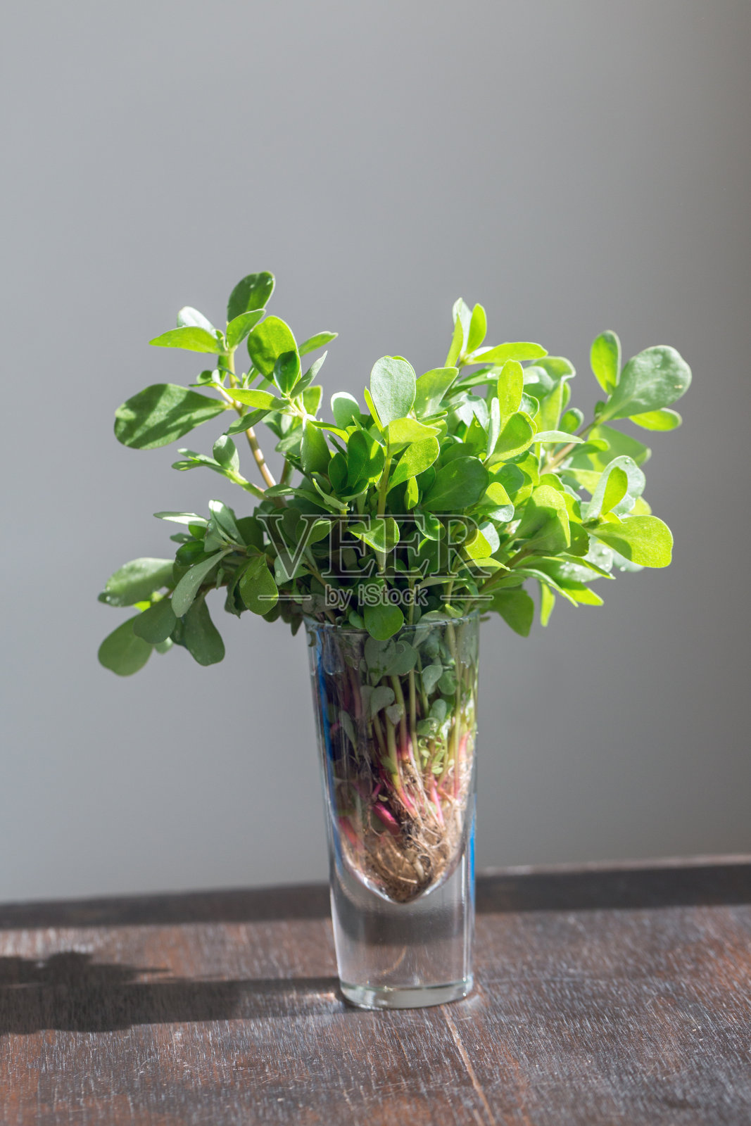 马齿苋照片摄影图片