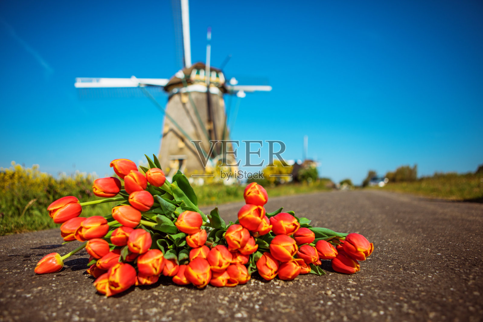 一个荷兰风车和一些郁金香照片摄影图片