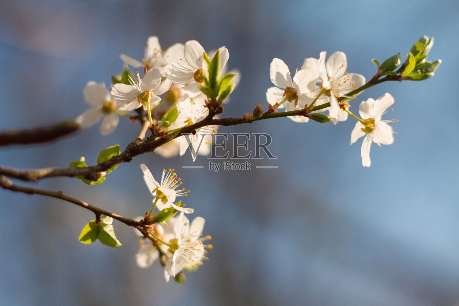 美丽的樱花在春天的一天。照片摄影图片
