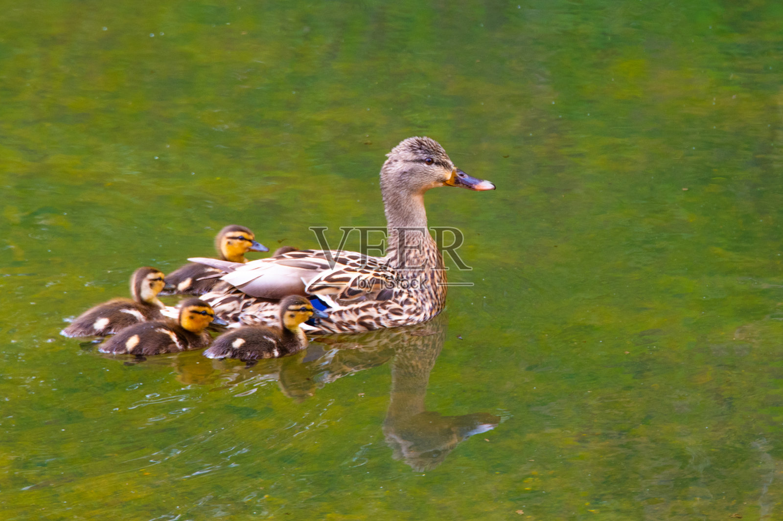印第安纳州霍华德县的鸭子妈妈照片摄影图片