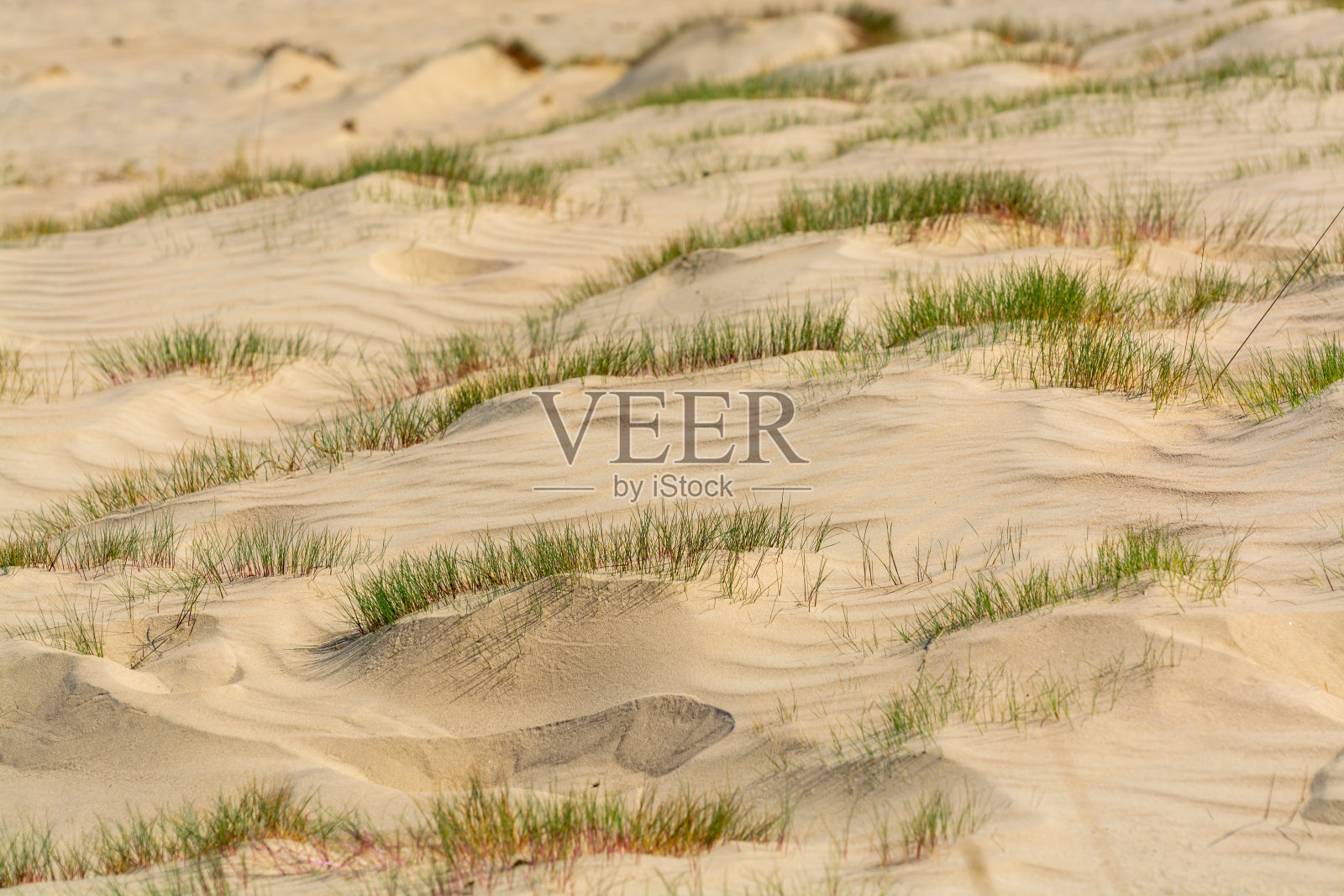 荷兰北布拉班特De Loonse和Drunense Duinen国家公园的沙漠自然景观照片摄影图片