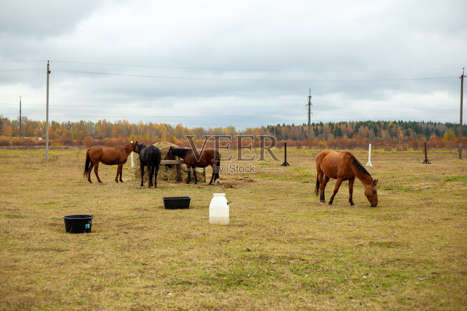 一群漂亮的马在篱笆后面的干草堆旁边的秋季草地上吃草照片摄影图片