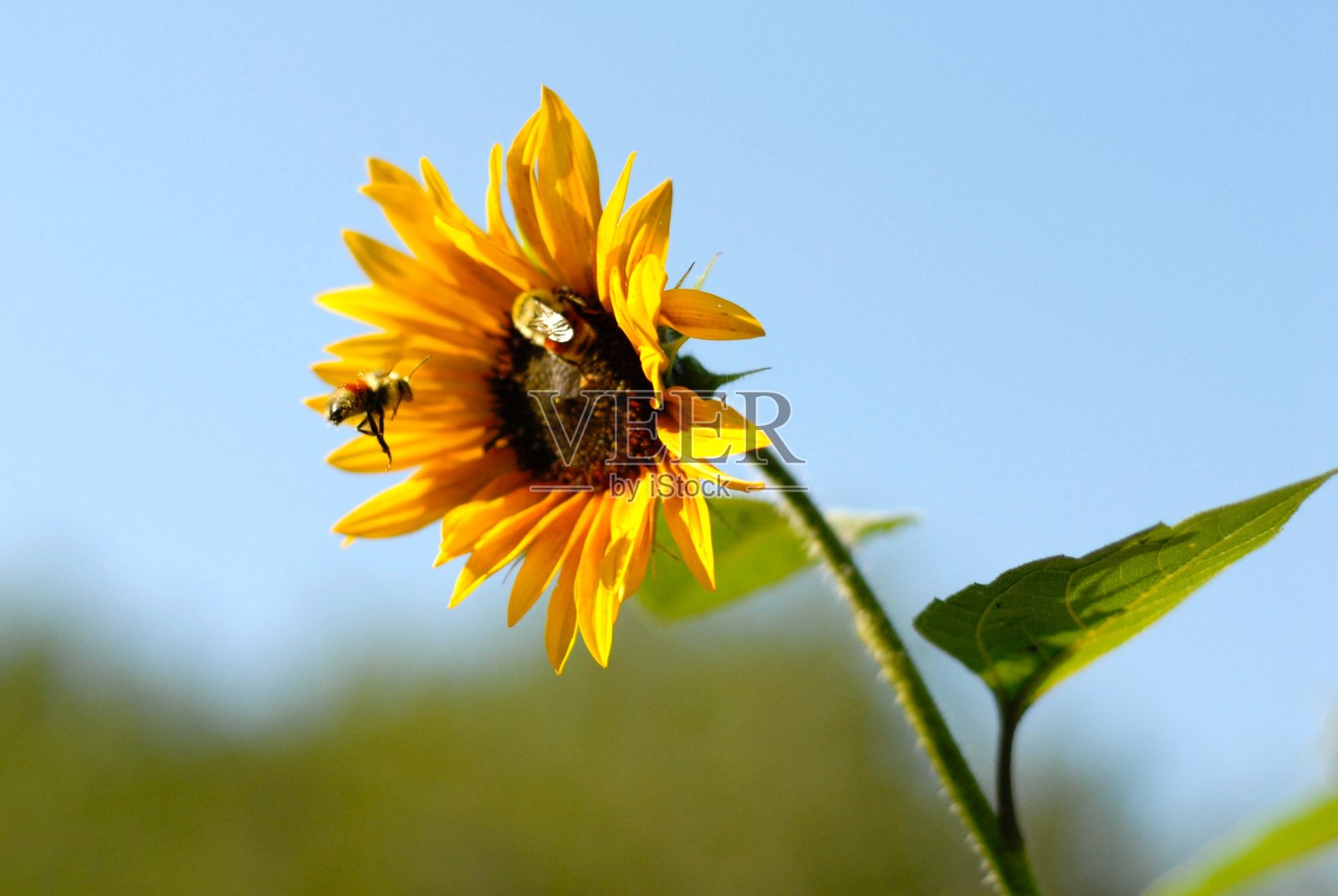 蜜蜂们的午餐时间到了照片摄影图片