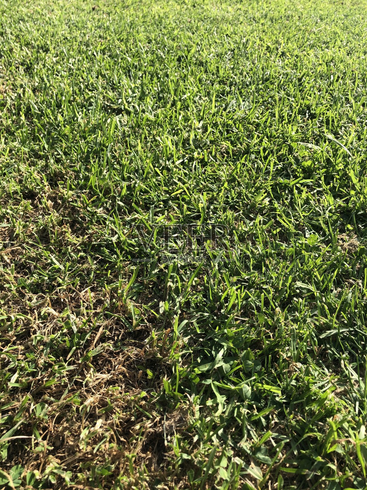 绿色的草和阳光背景-彩色肖像格式照片摄影图片