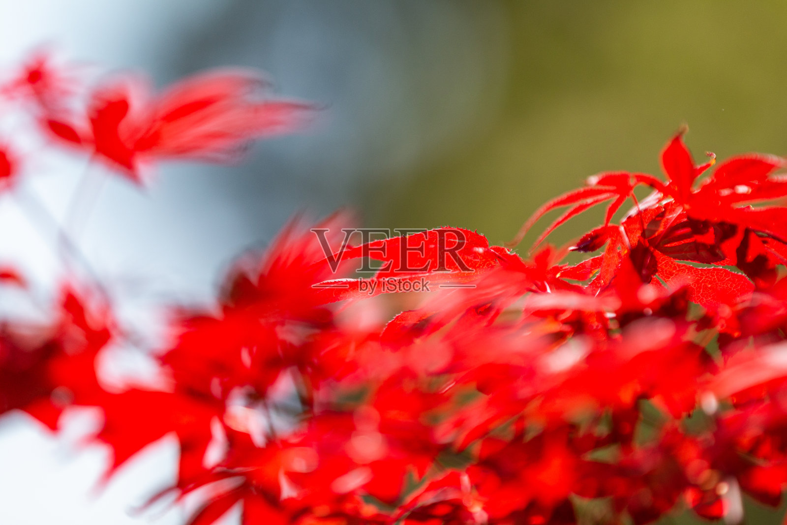 一种日本枫树，有鲜红色的叶子，作为盆栽植物放在德国波恩的阳台上照片摄影图片